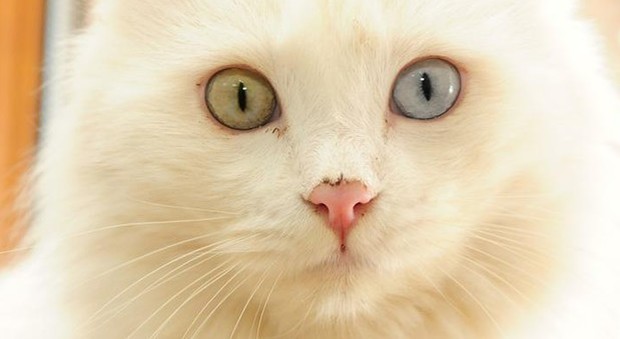 La giornata mondiale del gatto: ogni anno ne vengono avvelenati 70 mila