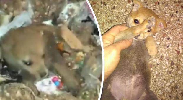 Cucciolo abbandonato tra i rifiuti, salvato dai netturbini: la storia che ha commosso il web