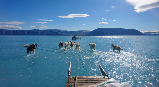 Groenlandia, i cani da slitta corrono sull'acqua: la foto simbolo dello scioglimento dei ghiacciai