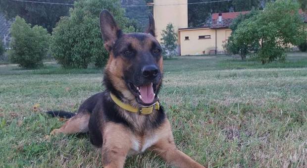 Ziggy, il cane di sei mesi muore per overdose di eroina in piazza