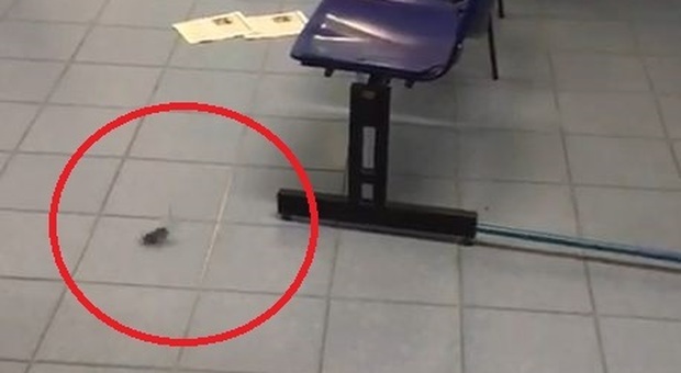 Capri, all'ospedale Capilupi arriva un insolito visitatore: il topo