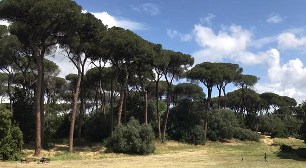 Roma, cento alberi a rischio crollo, dal Nomentano al quartiere Trieste: vanno abbattuti