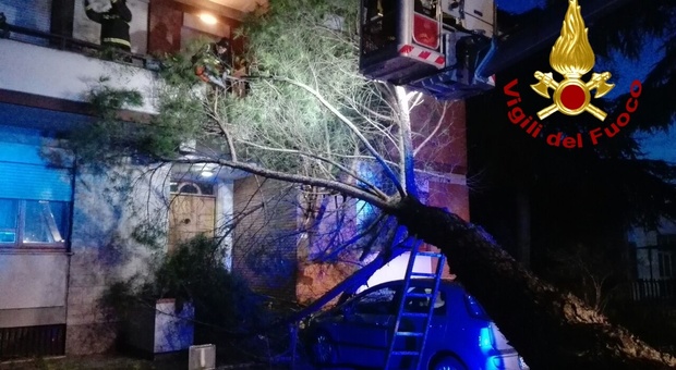 Perugia, albero cade su auto e palazzina
