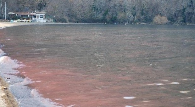 Lago di Vico, per il perito del tribunale l'alga rossa non è tossica