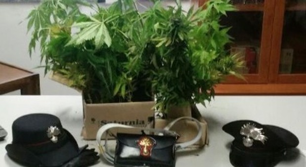Villaricca. Ai domiciliari ma coltiva cannabis, 28enne arrestato: aveva libro mastro