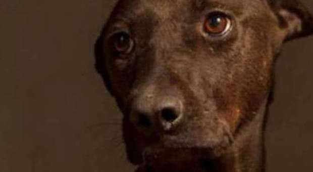 Gli sguardi prima della morte dei cani abbandonati: la gallery che commuove
