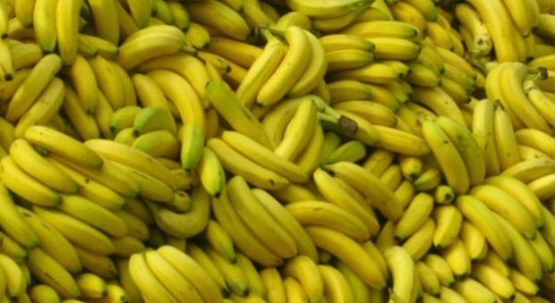 Banane, allarme per un fungo patogeno: potrebbero sparire entro 10 anni