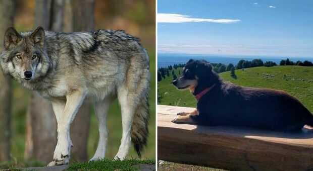Dopo l attacco alla cagnolina di Collalto, è allarme lupi anche a Piancavallo