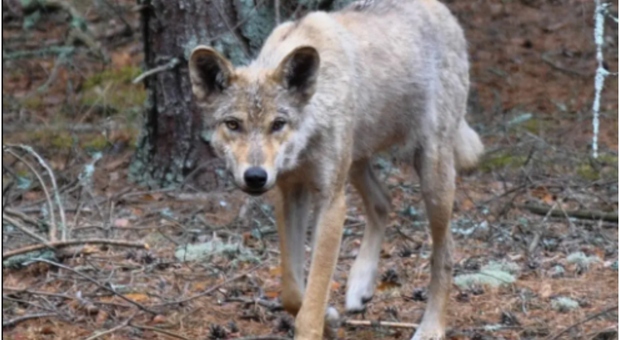 Chernobyl, «i lupi selvatici hanno sviluppato capacità resistenti al cancro»: lo studio sul campo