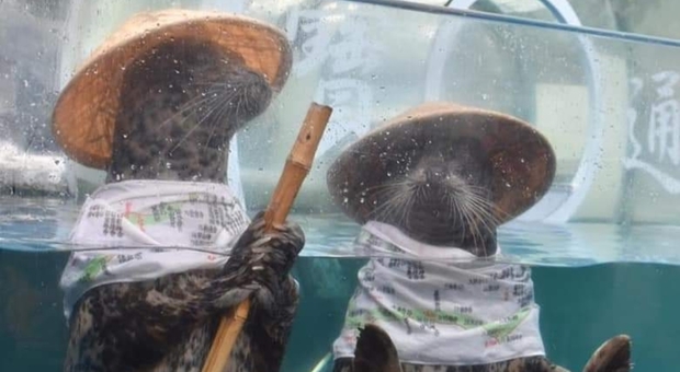 Le foche travestite da pagliacci all'acquario giapponese (immagini pubblicate su Facebook da Ningyo La Mar d'Aprop)