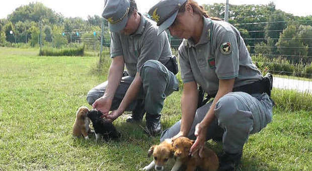"Cuccioli in rete", stroncato commercio illegale di animali