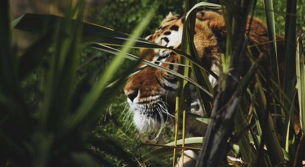 Lo Zoo di Napoli saluta la tigre Kashmir: «Un dispiacere enorme»