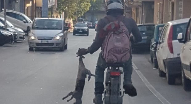 Migrante trascina un gatto in motocicletta, scena horror a Reggio Calabria