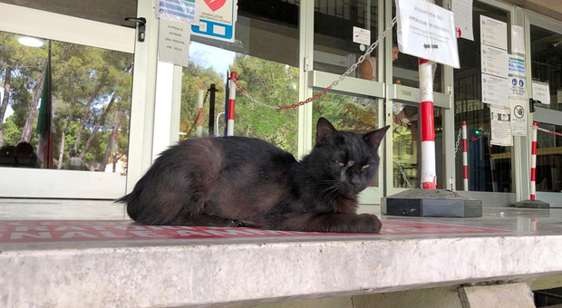 Cuori sotto le toghe, il Tribunale adotta la gattina Morositas