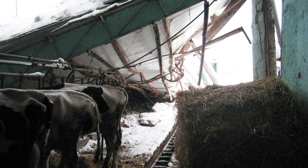 Terremoto e maltempo: nelle Marche sono morte 400 mucche e pecore