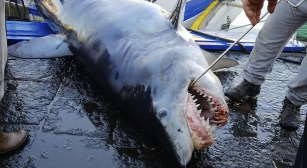 Lo squalo mako di 4 metri catturato accidentalmente dai pescatori a Catania (immg pubbl da Newsicilia)