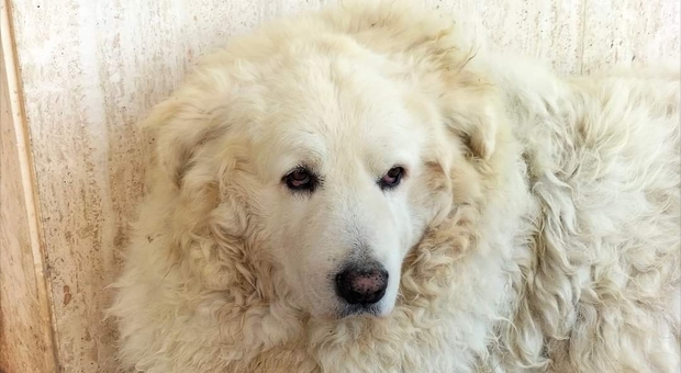 Muore Henry, il cane del quartiere San Girolamo. Centinaia di messaggi social per salutare il cucciolone