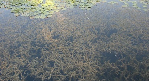 Il lago di Fimon è invaso da alghe, erbe e ninfee