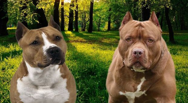 Cani American Staffordshire terrier