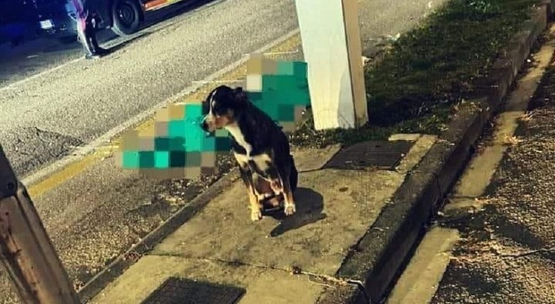 Il cane veglia il padrone investito e ucciso da un'ambulanza mentre lo portava a fare la passeggiata: la foto del'amore incondizionato