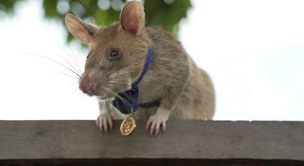Ratto riceve la medaglia d'oro, riesce a salvare vite umane individuando mine inesplose