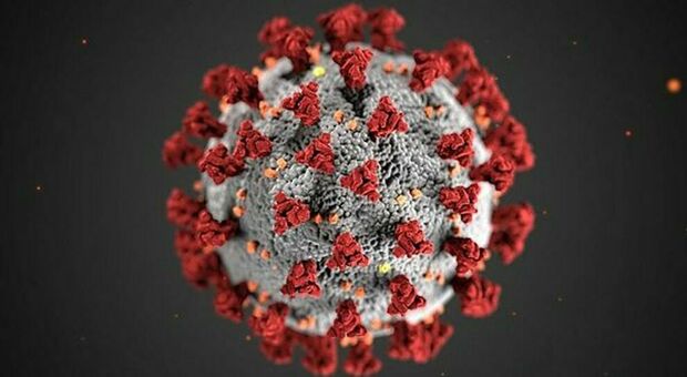 Covid e lattoferrina, ulteriori studi confermano l'efficacia della proteina sul virus