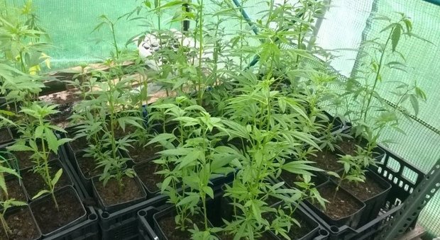 La Storta, coltivava marijuana nel terreno di famiglia: arrestato 30enne e sequestrate 1.700 dosi
