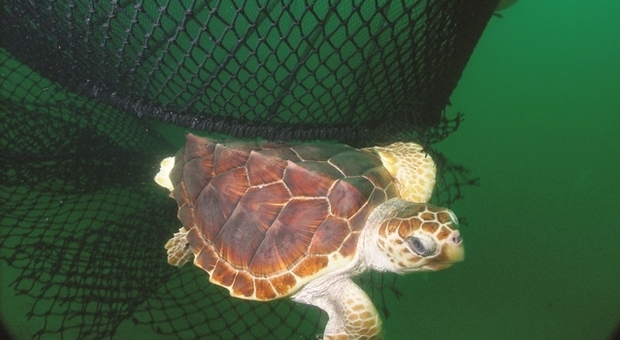 Pescara, catturate dai pescerecci: oggi tornano in mare 14 tartarughe