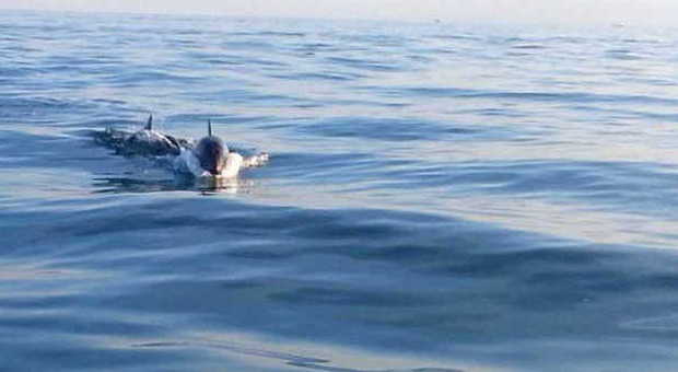 Delfini, uno spettacolo a Punta Sabbioni