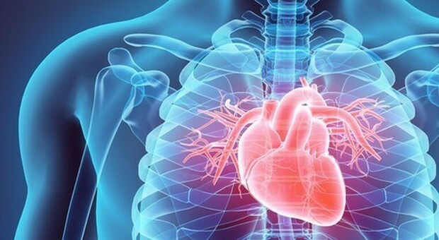 Infarto, la proteina spugna che ripulisce le arterie del cuore