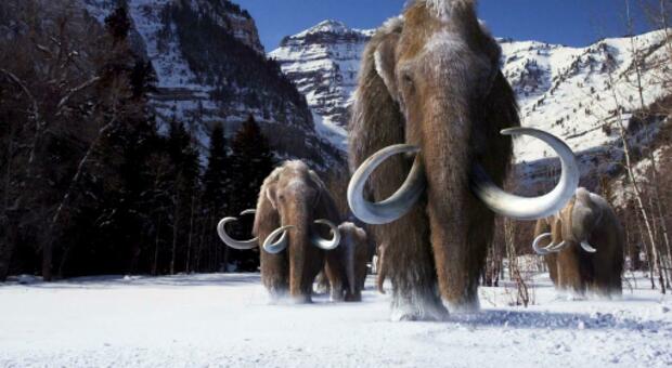 I Mammut della Cia: come l'intelligence americana vuole riportarli in vita dall'estinzione
