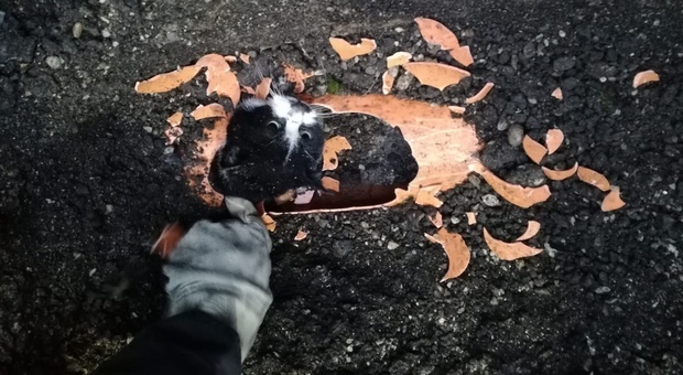 Gattino incastrato nel tubo delle acque piovane: il salvataggio dei vigili del fuoco
