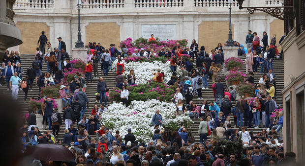 Effetto Spelacchio a piazza di Spagna: le azalee sono piccole, senza fiori e tristi