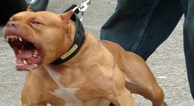 Cani pericolosi: il sindaco Gaffeo impone corsi obbligatori ai proprietari
