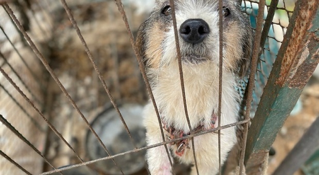 Cento cani salvati dalla macellazione in un allevamento illegale coreano. Le drammatiche immagini