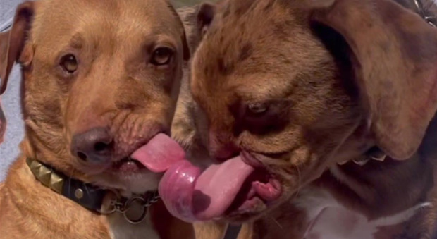 Due cani disabili con deformità facciali, la splendida amicizia: «Si amano e si divertono insieme»