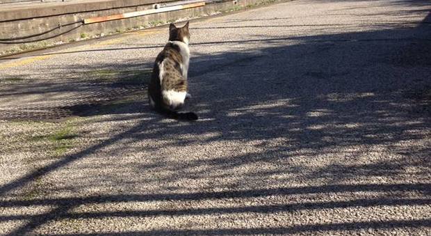 Gatto con collarino nero in stazione a Pompei: l'appello dei pendolari per ritrovar il padrone