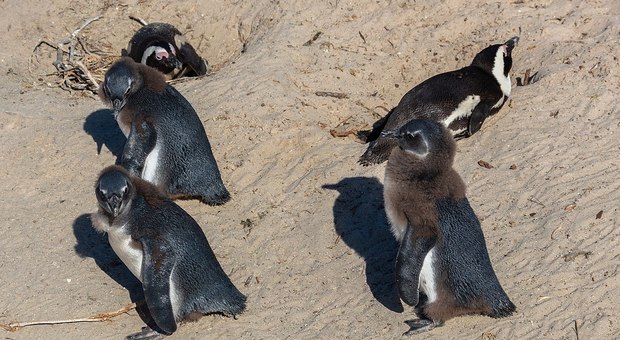 Al Bioparco arrivano nove coppie di pinguini del Capo