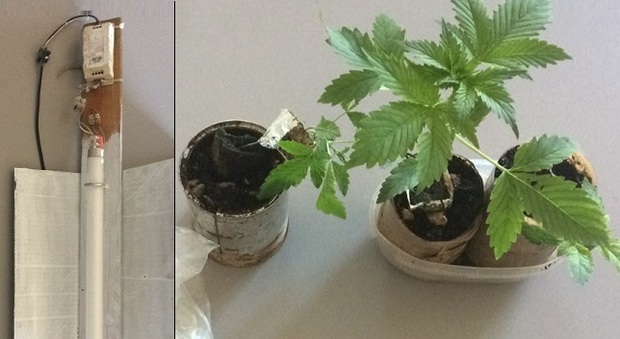 Una lampada e le piante di marijuana trovate dai carabinieri a casa del 43enne di Tarcento