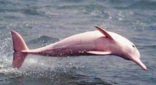 Ecco Pinky, il delfino rosa scoperto in un lago: "Esemplare unico, un albino rarissimo" -GUARDA