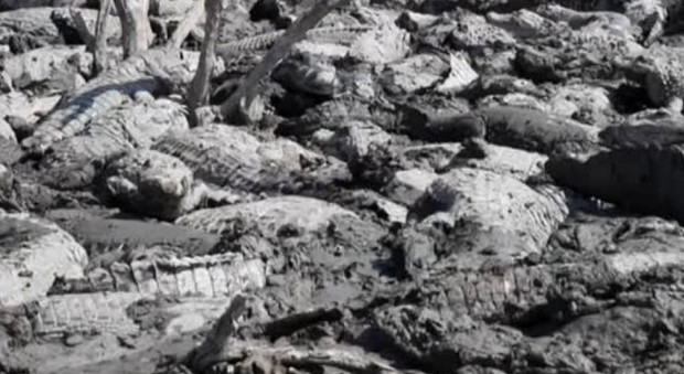 Strage di alligatori, caimani e coccodrilli in Paraguay