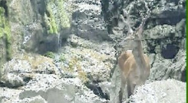 Cervo bloccato in forra in zona protetta: "vietati" i soccorsi, è morto di stenti