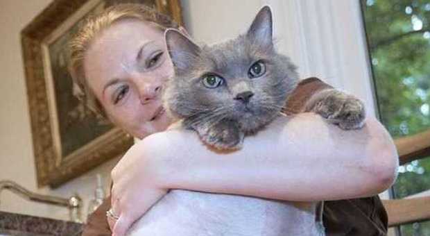 Ecco Maine Coon, il gatto obeso: è stato trovato per strada