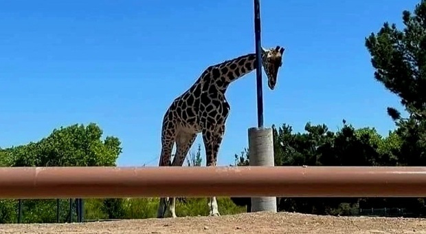 Benito, la giraffa più sola del pianeta (immag diffusa da PETA People for the Ethical Treatment of Animals)