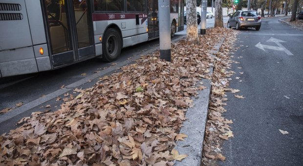 Roma, il Campidoglio: «Piano raccolta foglie in mille strade»
