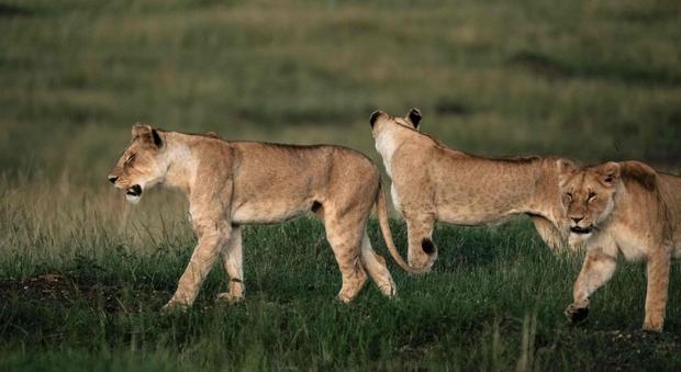 Allarme al Safari Park: i leoni saltano su un'auto con bambini a bordo