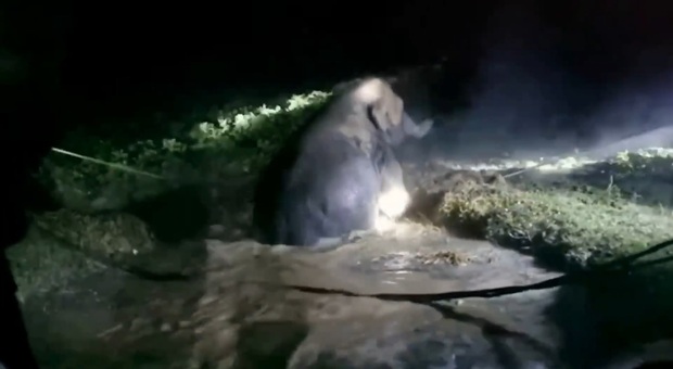 India, elefantino cade dentro una buca: la tecnica dei soccorritori per salvarlo è geniale