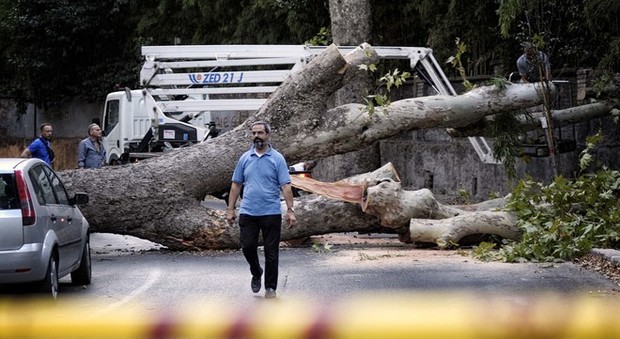 Roma, albero cade e abbatte un muro a Trastevere: è il secondo caso in due mesi