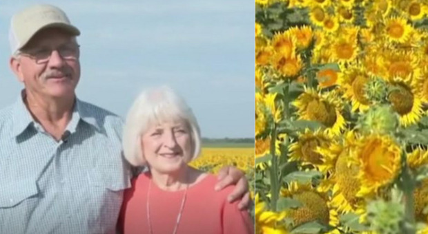 Marito regala alla moglie più di un milione di girasoli: la coppia ha festeggiato il 50° anniversario di matrimonio