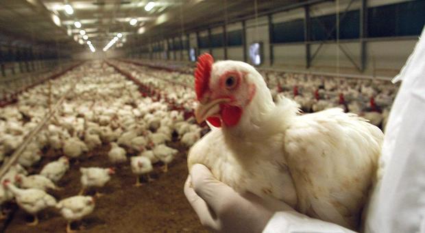 Produzione record di carne di pollo nella Ue: 15 milioni di tonnellate nel 2018